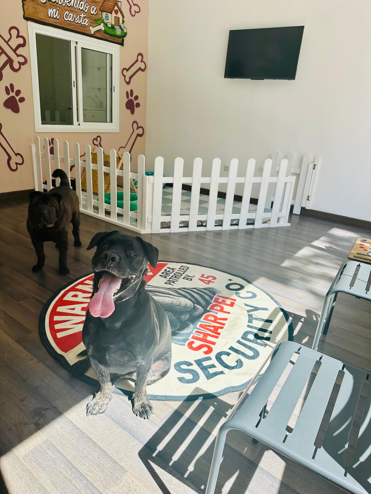 Perritos en guardería canina Madrid